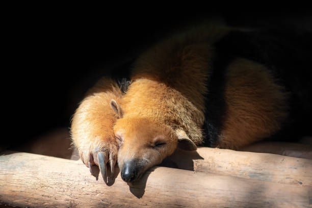 tamandua méridionale endormie (tamandua tetradactyla) ou ateater - southern tamandua photos et images de collection