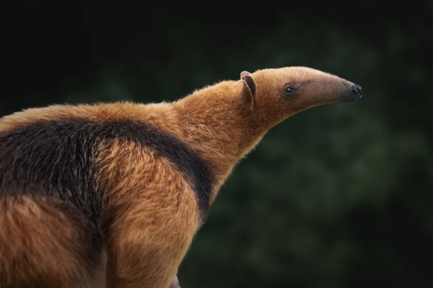 southern tamandua (tamandua tetradactyla) or collared anteater - southern tamandua photos et images de collection