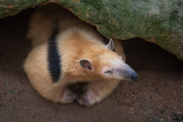 tamandua méridionale (tamandua tetradactyla) ou fourmilier côtier - southern tamandua photos et images de collection