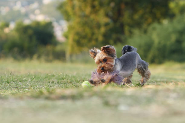 A Yorkshire Terrier dog in full stride chases a bouncing ball, exuding enthusiasm and agility.