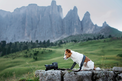 Jack Russell Terrier dog examines a camera amidst mountain scenery, an adventurer's companion. Dog meets technology, set against the grandeur of rocky peaks and open grassland