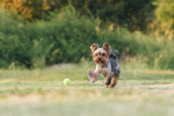 A Yorkshire Terrier dog in full stride chases a bouncing ball, exuding enthusiasm and agility.