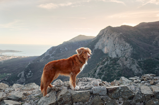 A Nova Scotia Duck Tolling Retriever dog stands atop a rocky summit, overlooking a coastal landscape at dusk.