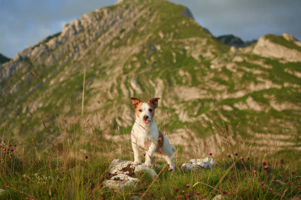 istock A Jack Russell Terrier dog stands alert in a mountainous meadow 1968543308