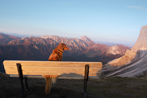 A Nova Scotia Duck Tolling Retriever beholds a mountain sunrise, a peaceful moment of awe. Perched by a bench, the dog looks out over the rugged terrain