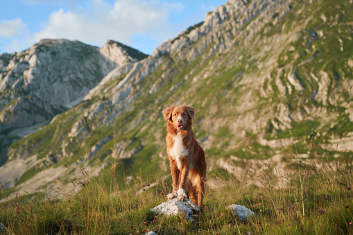 A Nova Scotia Duck Tolling Retriever stands on a mountain, the embodiment of wilderness exploration. the dog surveys the undulating landscape at dusk