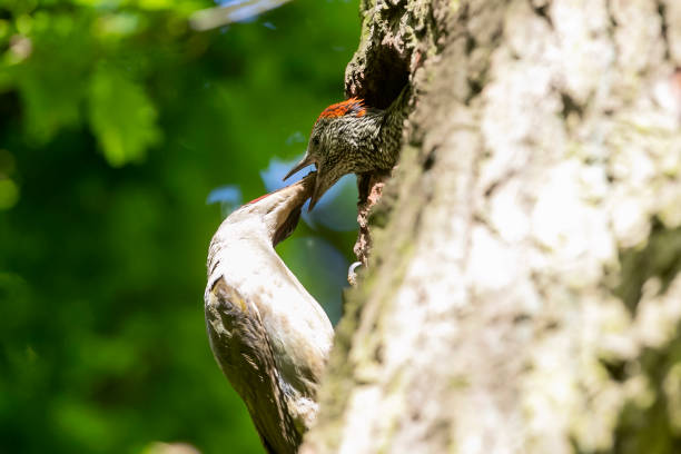 European Green Woodpecker feeds her young on a spring afternoon high in the trees at Hunsbury Hill Country Park in Northampton.