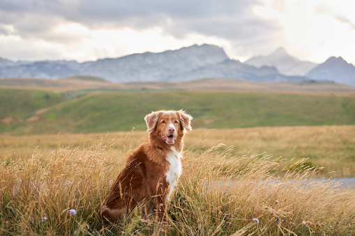 A Nova Scotia Duck Tolling Retriever dog sits amidst golden grass, with mountains beckoning for an adventure