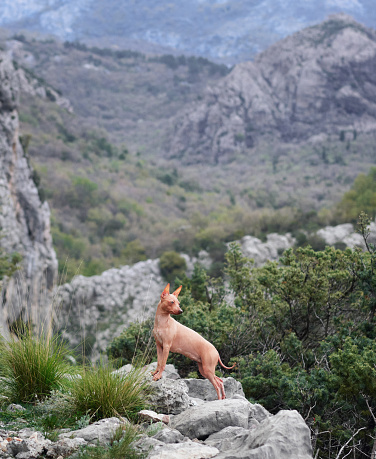 A poised American Hairless Terrier stands on rugged terrain, mountain peaks rising behind.