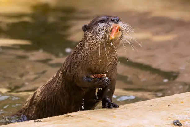 An Otter feeding on fish in the Cotswolds