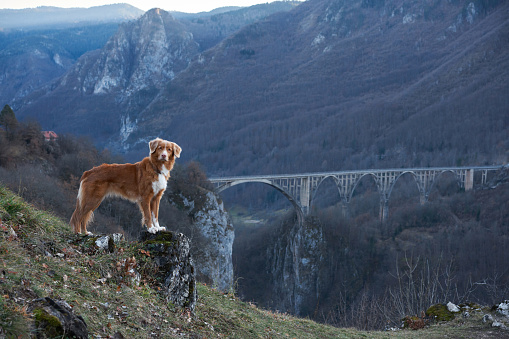 A majestic Nova Scotia Duck Tolling Retriever surveys the twilight landscape from a mountain cliff, with a bridge spanning the valley below.