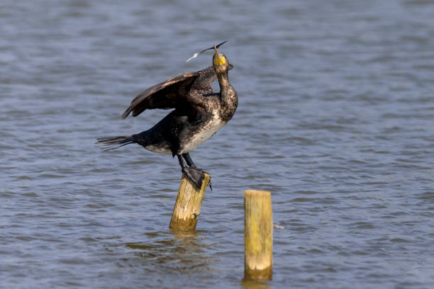 istock A Cormorant at Play. 1968543858