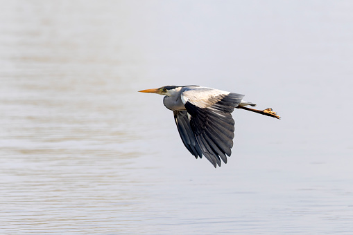 A Grey Heron in flight over Rutland water in Leicestershire on a summers morning.