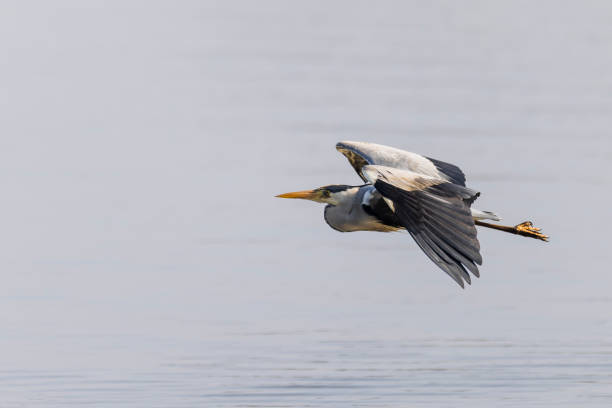 istock European Grey Heron in Flight over Rutland Water 1968544389