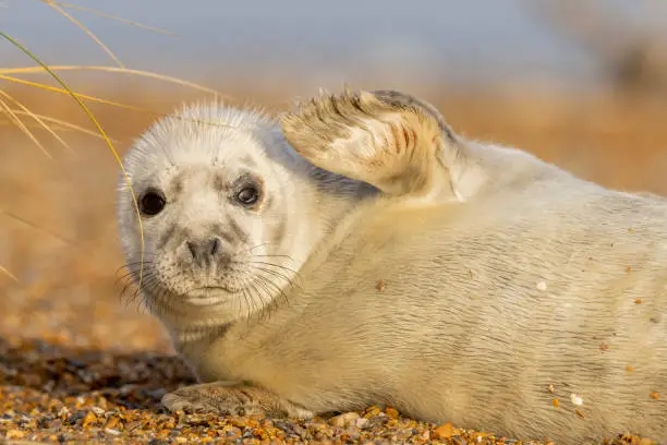 A Gray Seal pup plays in the winter sun at Blakeney Point in Norfolk.