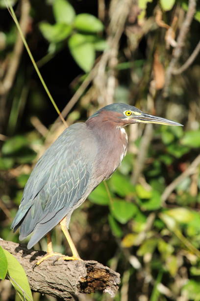 istock Green Heron - Vertical Portrait 1968550615