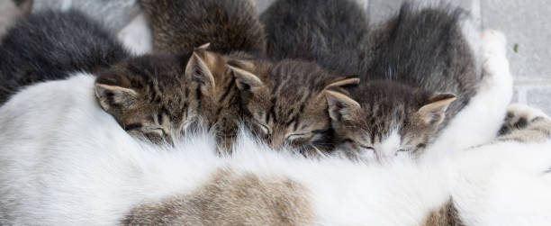 gatinhos fofos sugam leite da mamãe gata - domestic cat gray kitten paw - fotografias e filmes do acervo