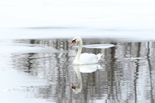 Mute Swan on Frozen Pond