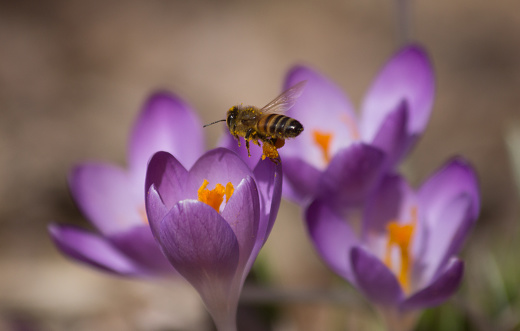 A honey bee flies onto a purple crocus in the spring garden