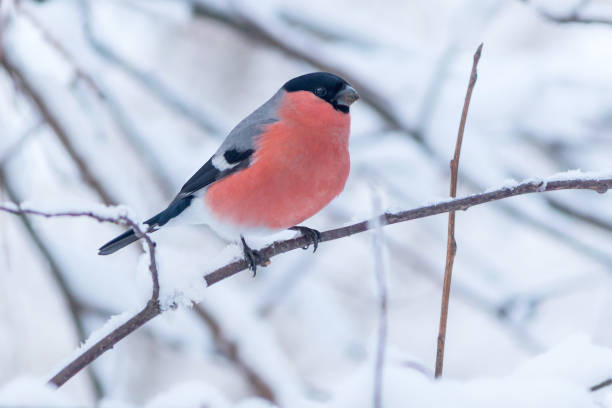 istock A red-breasted bullfinch sits on a tree branch in a winter forest. 1968606022