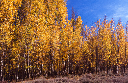 Grove of aspen trees whose leaves have changed to the fall yellow color, on eastern Sierra Nevada.\n\nTaken in the Sierra Nevada, California, USA
