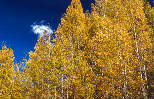 Colorado Rocky Mountains comes alive with color of autumn Aspen trees forest. Foreground fill with yellow vegitation leading back to featured aspen trees with well lit white trunks.
