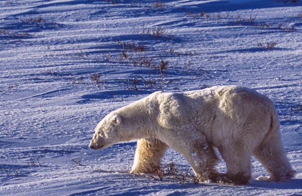 istock One Wild Polar Bear Walking on Frozen Tundra 1968639316