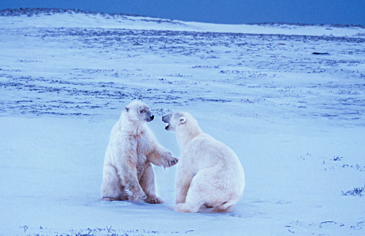 Two wild polar bears (Ursus maritimus) sparring on the frozen tundra, along the Hudson Bay, as they waiting for the bay to freeze over so they can begin their hunt for ringed seals.\n\nTaken in Cape Churchill, Manitoba, Canada.