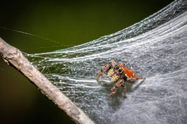 istock Whitman's Jumping Spider (Phidippus whitmani) mimics a velvet ant to deter predators. 1968640339