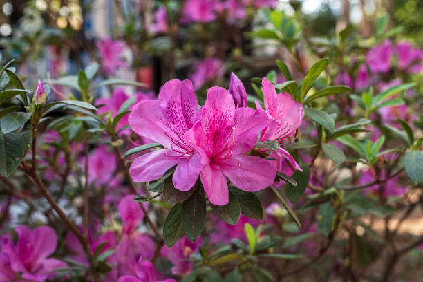 A white and pink azalea with a colorful out of focus background.