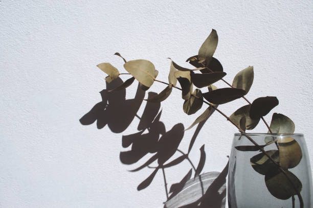 istock Eucalyptus branch in glass vase on white wall and hard shadow. 1968657738