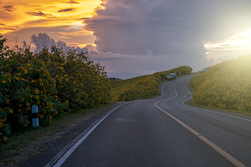 Empty asphalt road through Mexican sunflower flower field to sunset sky at Mae Hong Son Province, Thailand.