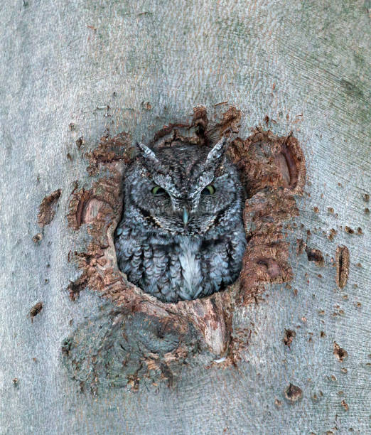 istock Eastern Screech Owl resting in the tree cavity 1968694972