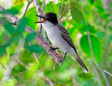 This bird is observed in the forest of Cayo Coco, Cuba