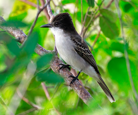 This bird is observed in the forest of Cayo Coco, Cuba