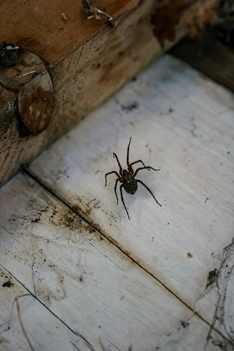 Tegenaria domestica, Barn Funnel Weaver, Domestic/Common house Spider on old wood fence.  In the city, Lethbridge, Southern Alberta, Canada.