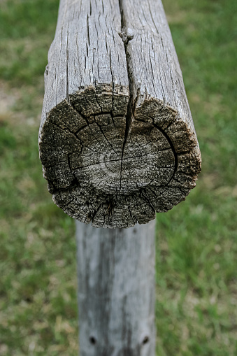 The natural end of a wooden post, showing the rings.  Part of an old-fashioned play structure.  This is held up by another, similar post.  The top post is split in several areas, most prominently where they are attached together.   Green lawn grass in the background,