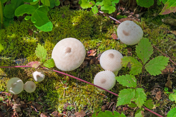 stachelpilze im waldboden - prince albert national park stock-fotos und bilder