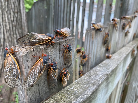 cicada brood x insect swarm