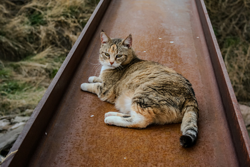 A female, mixed breed, short haired, calico cat with white paws lays on her side on a rust coloured, large, metal beam.  A large, grass-covered hole sits beneath.
