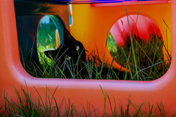 A black, short-haired cat with green eyes is laying in long grass inside a colourful play structure.  There are orange, yellow, red and blue pieces.  The cat is looking over his shoulder, back at the camera.  The cat is slightly out of focus.