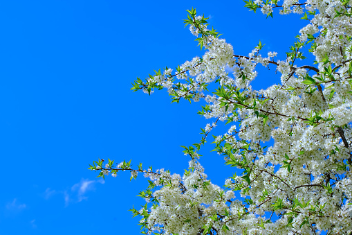 Panoramic beautiful sky with white clouds