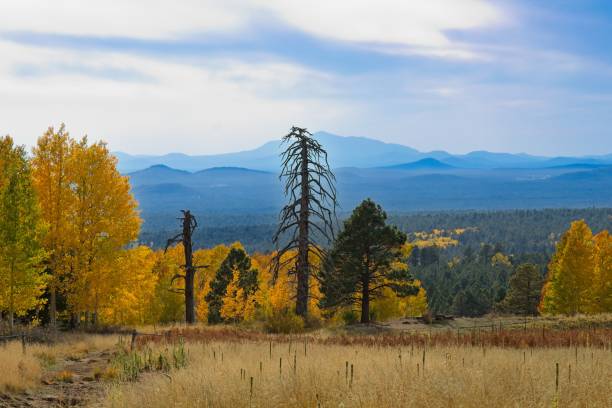 istock Large dead Ponderosa Pine surrounded by yellow aspens. 1968817452