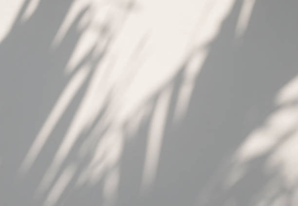 istock Tropical palm leaves shadow on a white wall background 1968883091