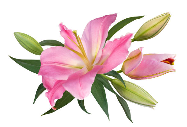 istock Pink lily flower bouquet isolated on white background 1968883429