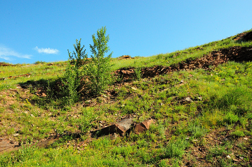 Two young pine trees on a gentle hillside with the remains of an ancient ruined wall of layered red sandstone. Mountain range Chests, Khakassia, Siberia, Russia.