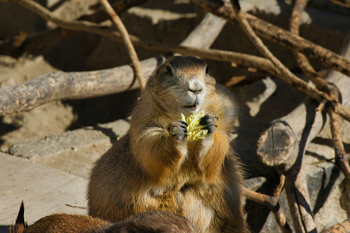 Cute prairie dog stuffing his mouth with food