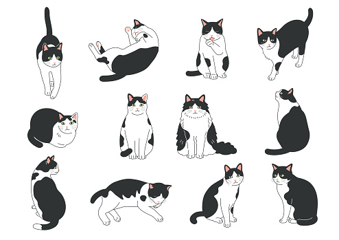 Simple and cute cat illustration set