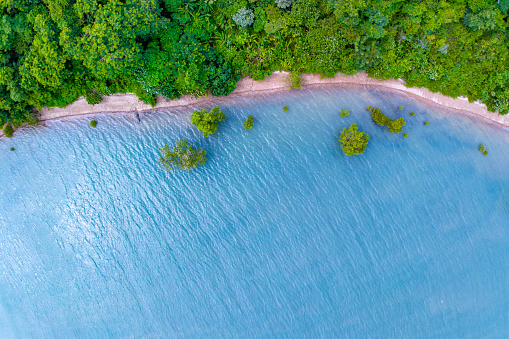 Top view mangrove forest trees with beautiful sea surface and small waves,Ecosystem and healthy environment concept and nature background.