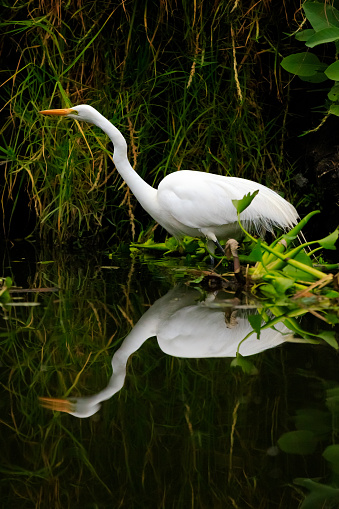 The white heron or great egret is one of the most widely distributed herons in the world. Its characteristic white plumage and yellow beak are part of its identification. This specimen is seen in the Xochimilco canals in Mexico City.